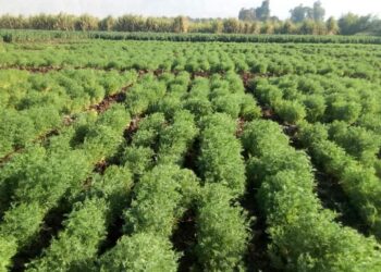 محصول العدس