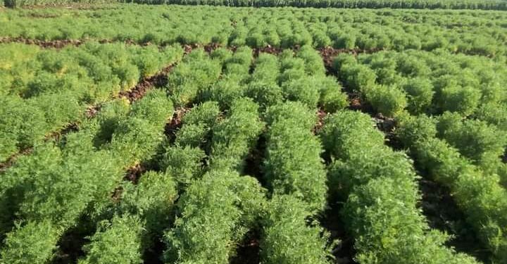 محصول العدس