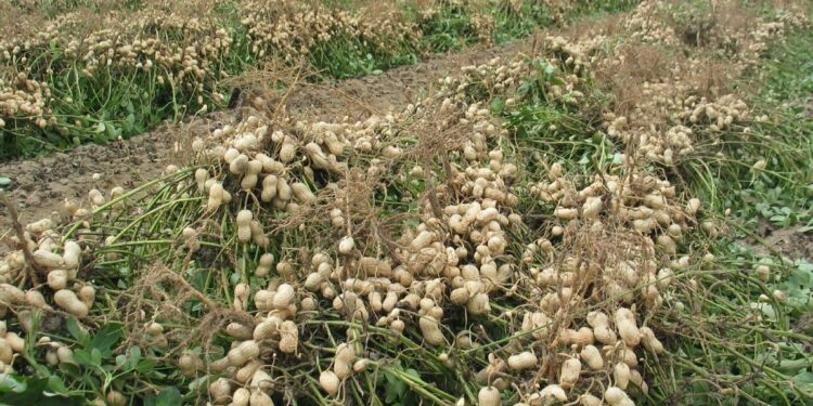 محصول الفول السوداني .. أبرز التوصيات الفنية خلال شهر مارس 1 محصول الفول السوداني