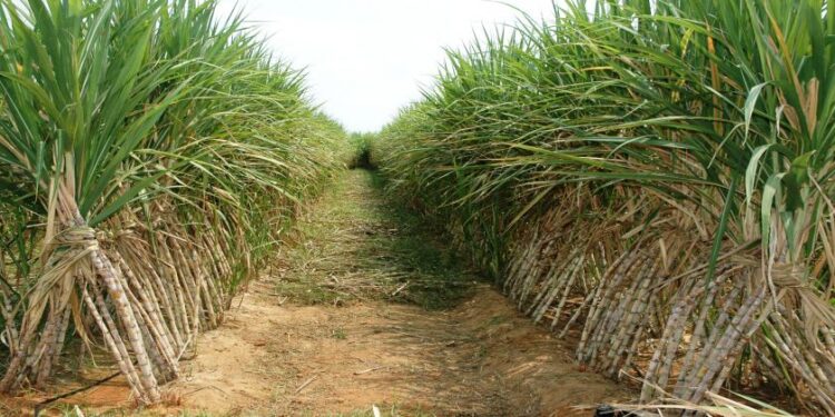 السكر.. أهم الإرشادات لمزارعي البنجر والقصب عند الحصاد 1 دودة القصب الكبيرة