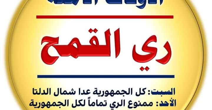 لمزارعي القمح .. تعرف على الأوقات الآمنة للري 1 القمح
