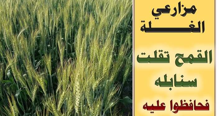 رقاد القمح .. "فهيم" يوضح أهم أسبابه والتوقيت المثالي للرية الأخيرة 1 القمح