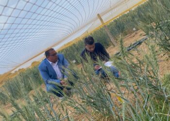 بحوث الصحراء