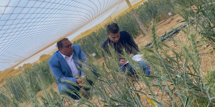 بحوث الصحراء وأكساد يتابعان زراعات أصناف القمح تحت ظروف الإجهادات البيئية برأس سدر 1 بحوث الصحراء