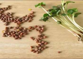 بذور الفجل