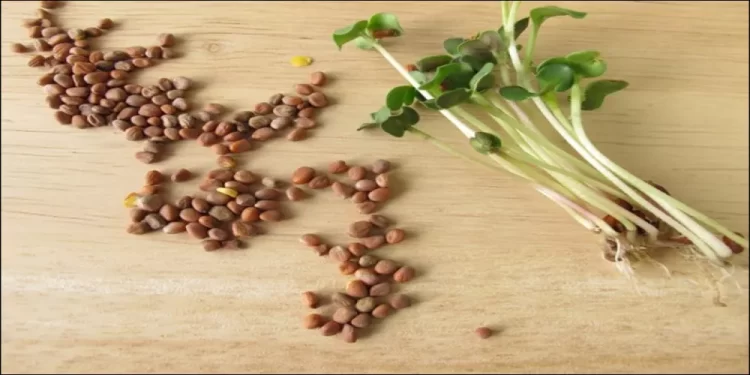 بذور الفجل ودورها في علاج مرض السكري 1 بذور الفجل
