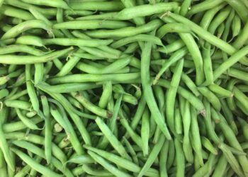 تبقع أوراق الفاصوليا