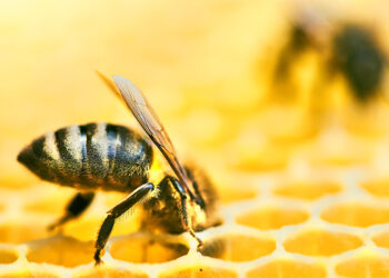 تربية نحل العسل