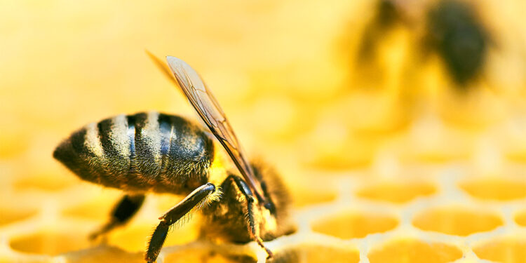 تربية نحل العسل.. أضلاع مثلث الإنتاج وتأثيرها على نجاح المشروع 1 تربية نحل العسل