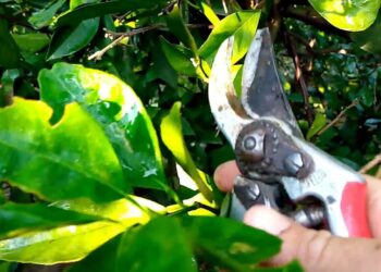 التزهير والعقد