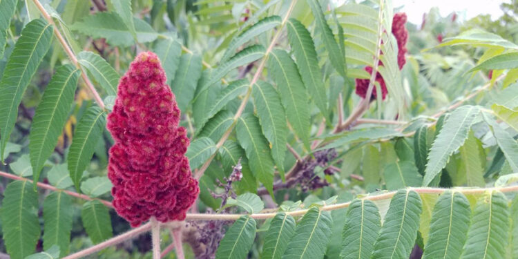 السماق .. باحثة توضح أنواعه واستخداماته وأبرز 9 فوائد صحيه له 1 السماق