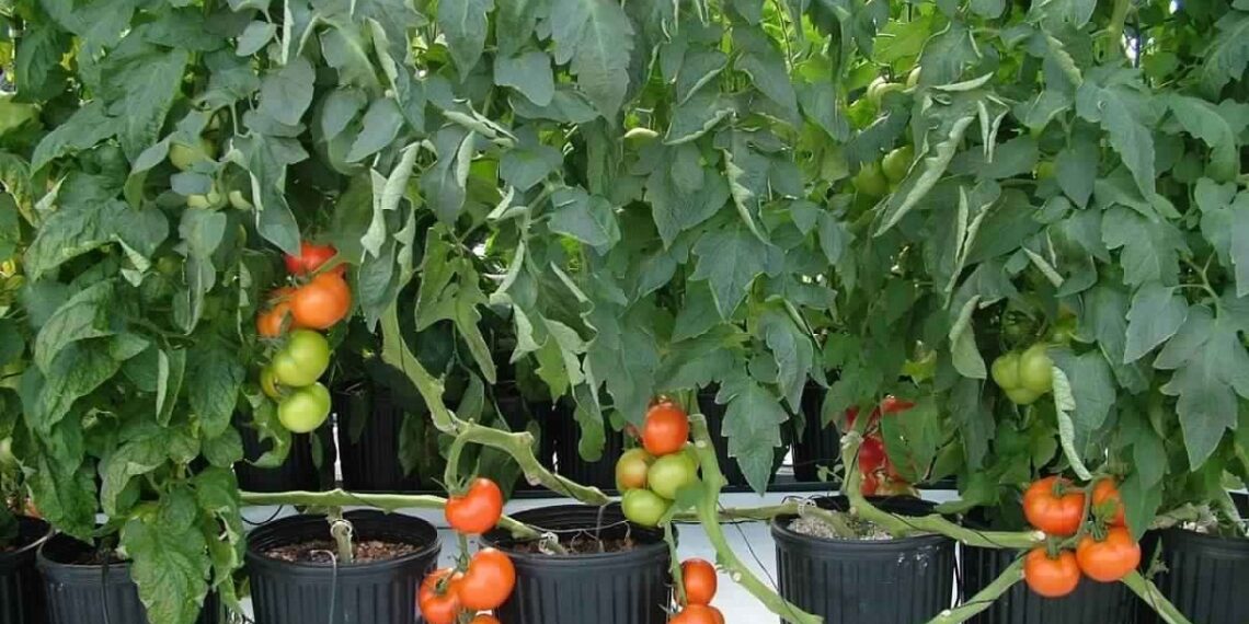 شتلات الطماطم