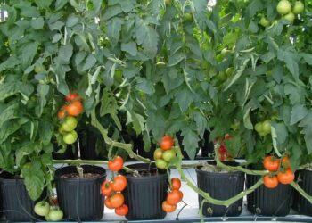 شتلات الطماطم