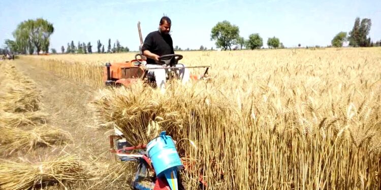 ضم القمح.. أبرز التوصيات الفنية لمعاملات ما بعد الجمع والحصاد 1 ضم القمح