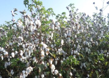 السياسة الصنفية للقطن