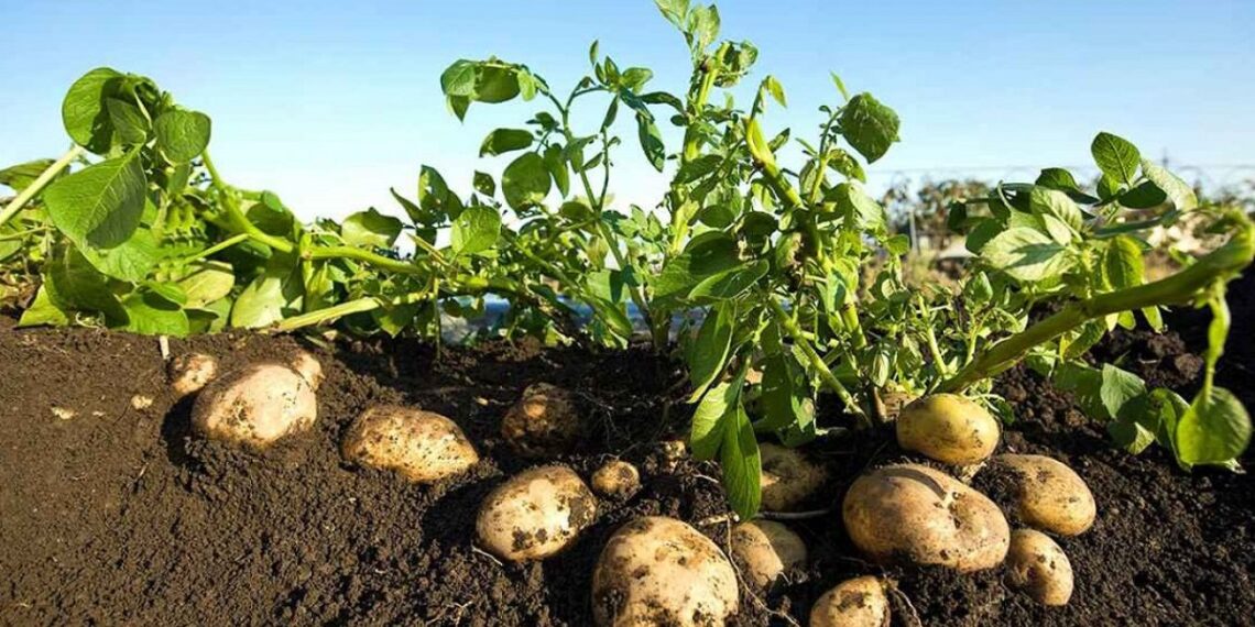 محصول البطاطس