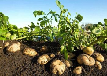محصول البطاطس