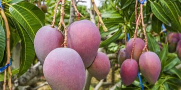 التذبذبات الحرارية