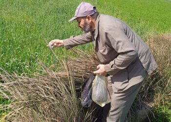 مكافحة الآفات