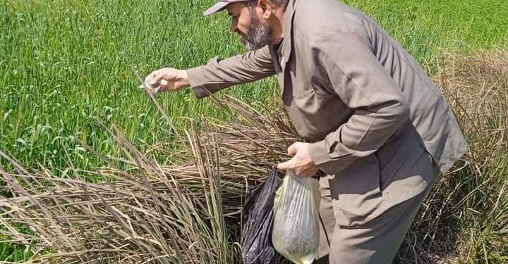 مكافحة الآفات