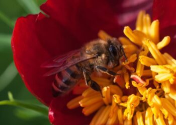 النحل المصري