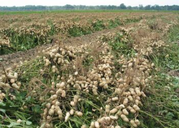 الفول السوداني