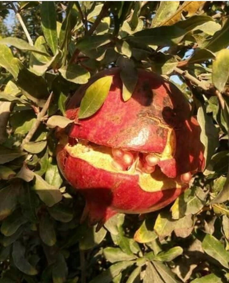 التغيرات المناخية التى تؤثر على إنتاجية محصول الرمان وأهم التوصيات