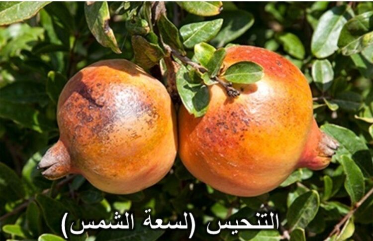 التغيرات المناخية التى تؤثر على إنتاجية محصول الرمان وأهم التوصيات