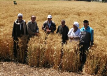 حقول القمح .. الزراعة تواصل متابعتها قبل بدء الحصاد