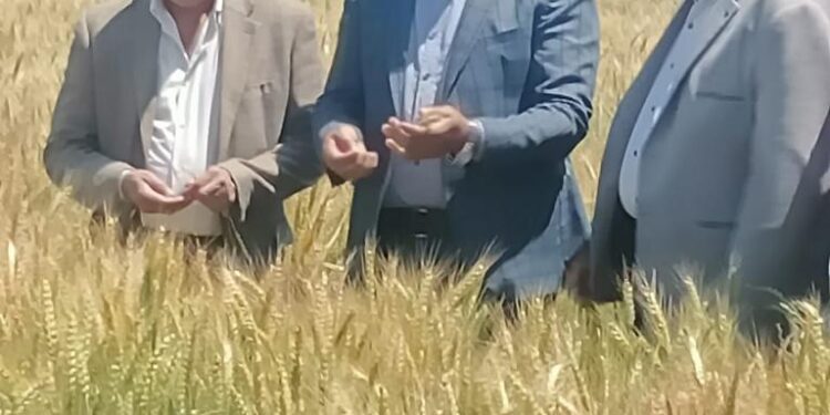 الزراعة تواصل المرور على القمح استعدادا للحصاد 1 الزراعة تواصل المرور على القمح استعدادا للحصاد