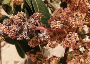 “أمراض النباتات” يصدر توصيات لمكافحة أمراض المانجو خلال مرحلة التزهير