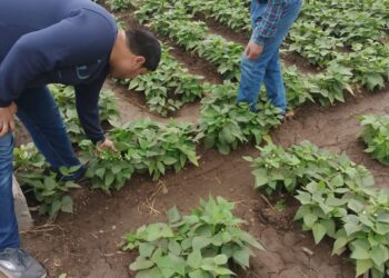 المركزية لمكافحة الآفات تتابع المحاصيل الصيفية