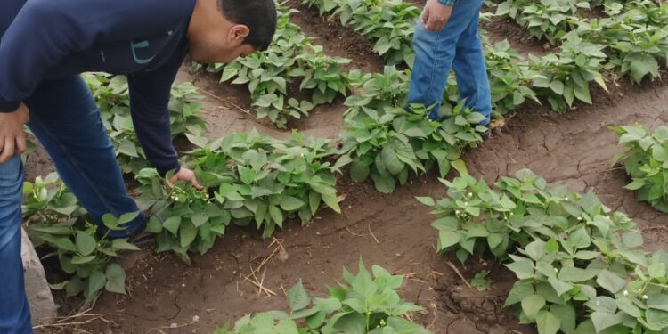 المركزية لمكافحة الآفات تتابع المحاصيل الصيفية