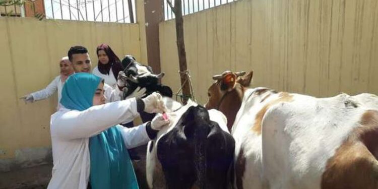معهد بحوث التناسليات ينظم قافلة بيطرية بشمال سيناء 1 معهد بحوث التناسليات ينظم قافلة بيطرية بشمال سيناء