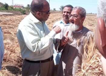 توريد القمح