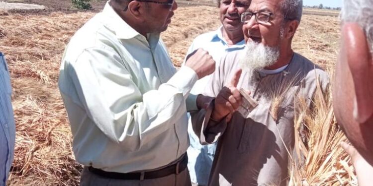 الزراعة تتابع حصاد و توريد القمح في المنيا 1 توريد القمح