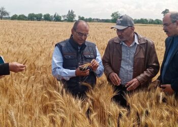 محصول القمح