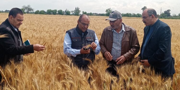 محصول القمح.. "الزراعة" تواصل جولات المرور والمتابعة للاطمئنان على "الغلة" بالبحيرة 1 محصول القمح