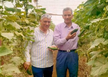 الصوب الزراعية