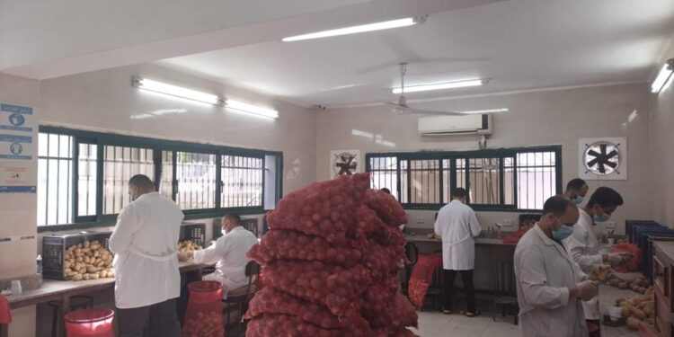 الزراعة: معامل مشروع مكافحة العفن البني في البطاطس تواصل فحص العينات 1 العفن البني