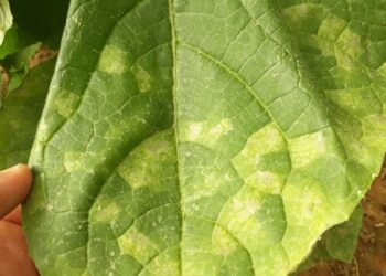 الأمراض الفطرية