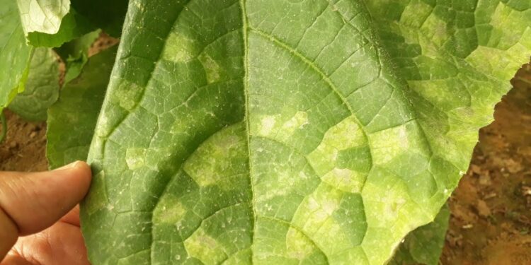 الأمراض الفطرية.. هل يمكن تقديم النباتات المصابة كـ"علائق" للماشية؟ تعرف على الإجابة 1 الأمراض الفطرية