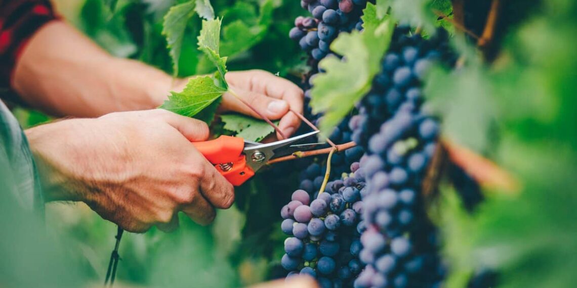 التقليم الصيفي