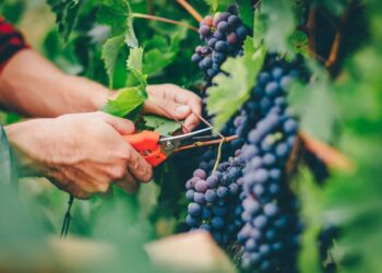 التقليم الصيفي