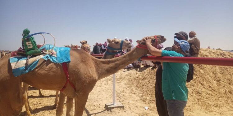 معهد بحوث التناسليات يفحص 1227 ناقة في قافلة بيطرية مجانية بشمال سيناء 1 معهد بحوث التناسليات