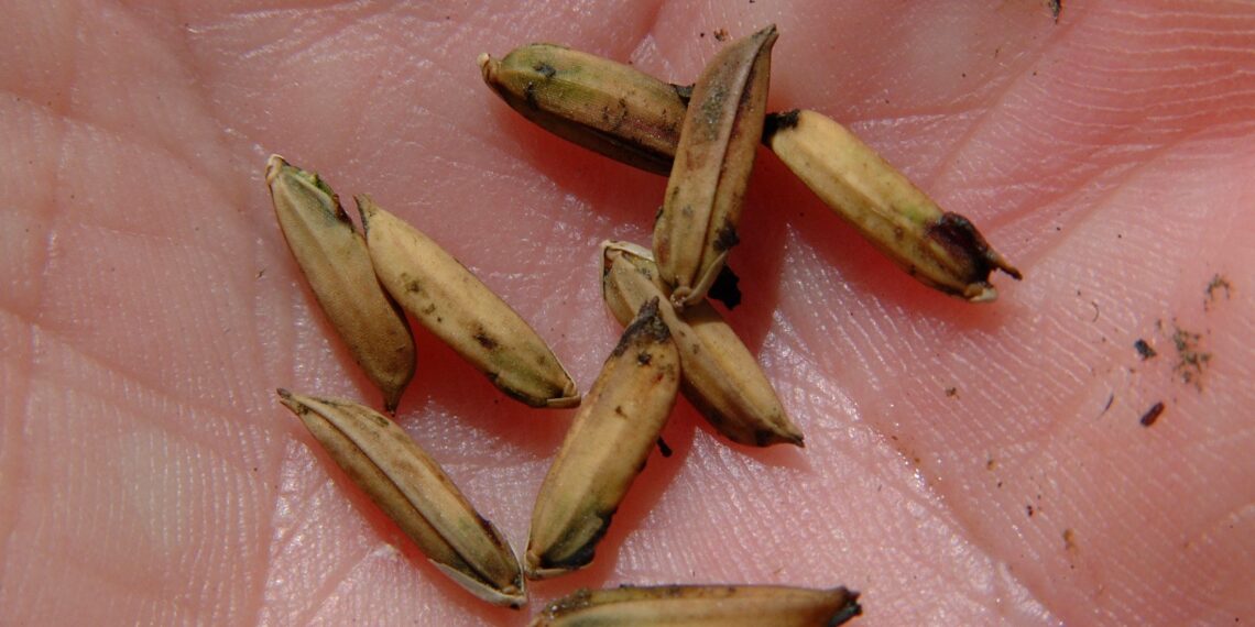 الديدان الدموية