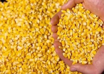 الذرة الصفراء ومميزات إدراجها في البورصة السلعية 5 الذرة الصفراء
