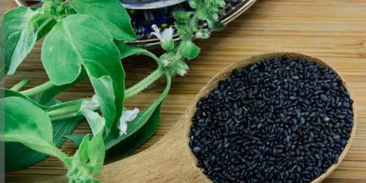 التغيرات المناخية التى تؤثر على إنتاجية محصول الريحان وأهم التوصيات 1 الريحان