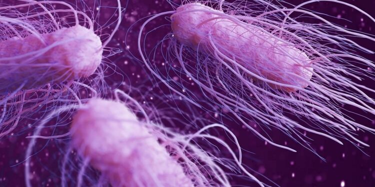 الأمراض النباتية.. أسباب إصابة الماشية بـ"السالمونيلا" ومخاطرها على مشروعات الإنتاج الحيواني 1 الأمراض النباتية