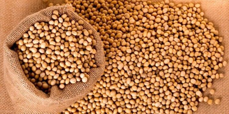 فوائد الصويا وطريقة استخراج اللبن النباتي منها 1 الصويا